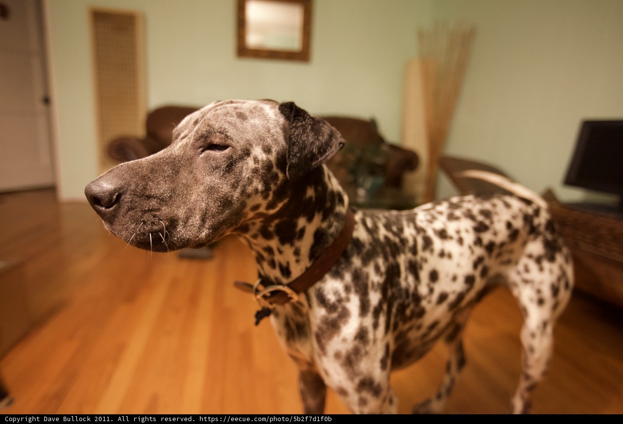 Paws on the wood