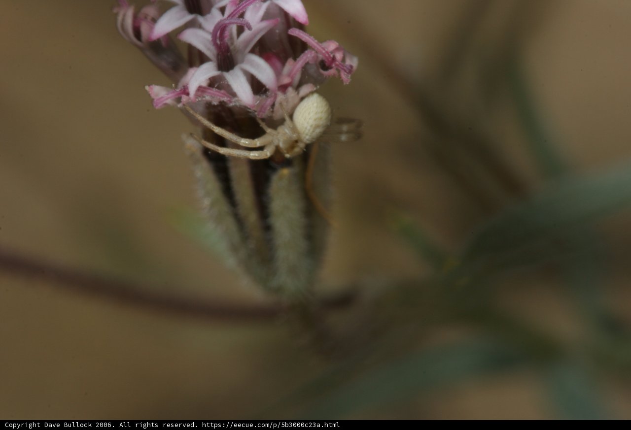 Garden Spider Enjoying Spring Blossoms