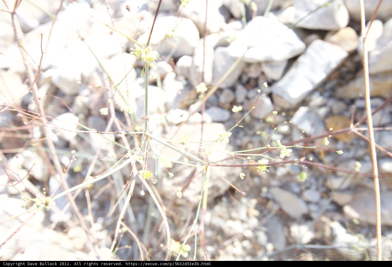 The Hardy Blossom of the Desert