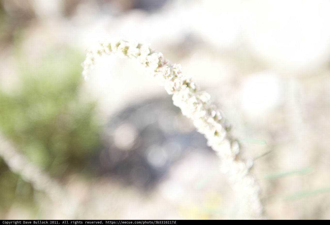 White Flowered Plant in the Winter Chill