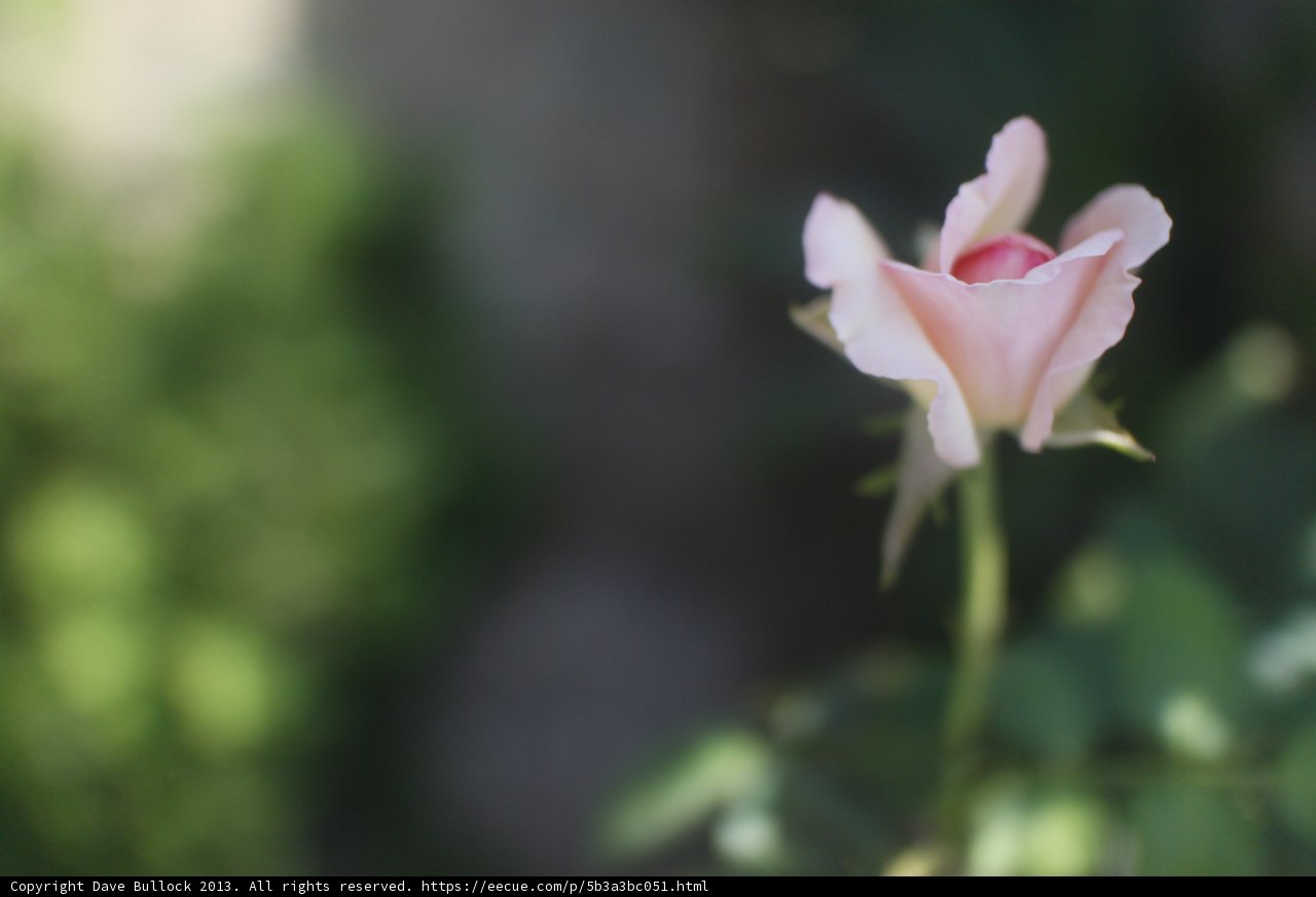 Pink Rose in Altadena