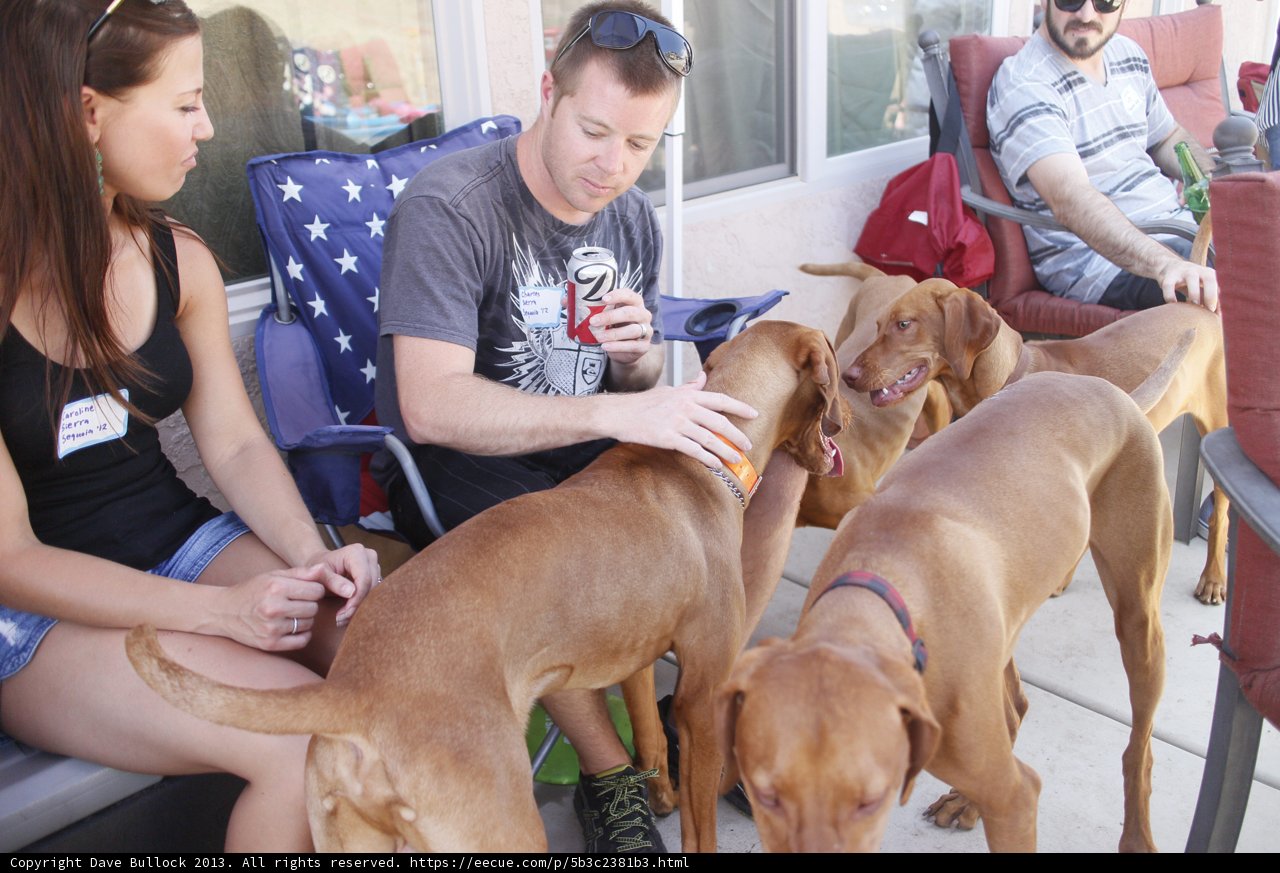 Patio Hangout with Furry Friends