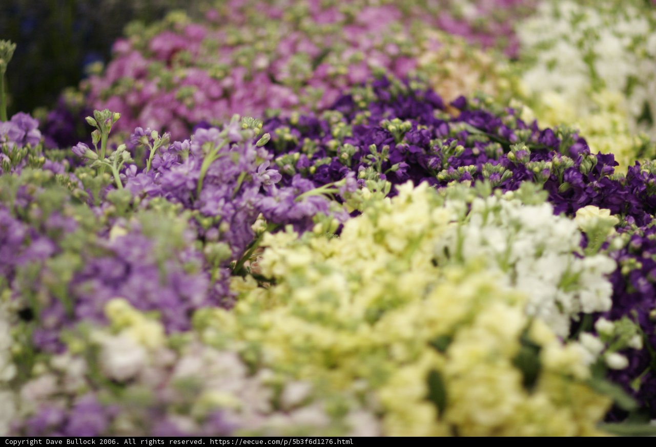 A Garden of Snapdragon Flowers