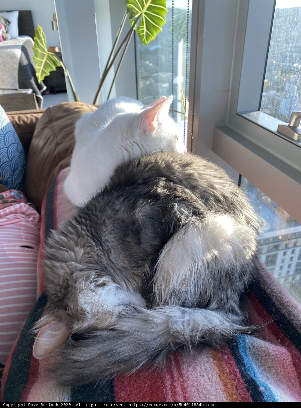 A Cozy Cat Nap