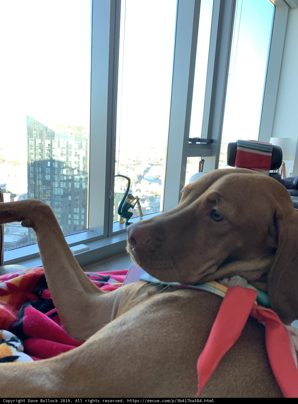 Hound on a Cozy Couch