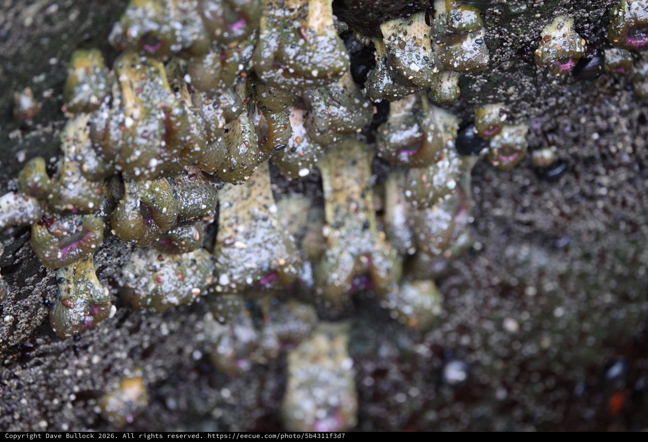 Encrusted Intertidal Life at Schoolhouse Beach Tide Pools