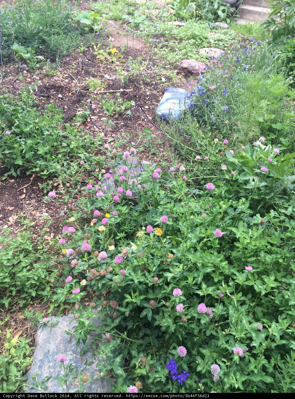 A Garden of Herbal Delights