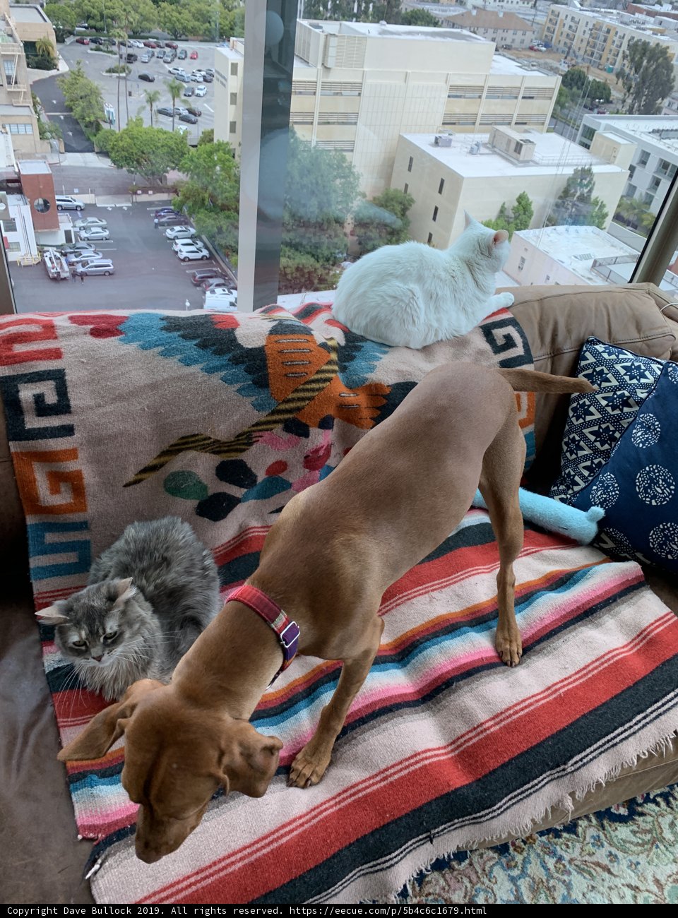 Furry Friends on Cozy Couch