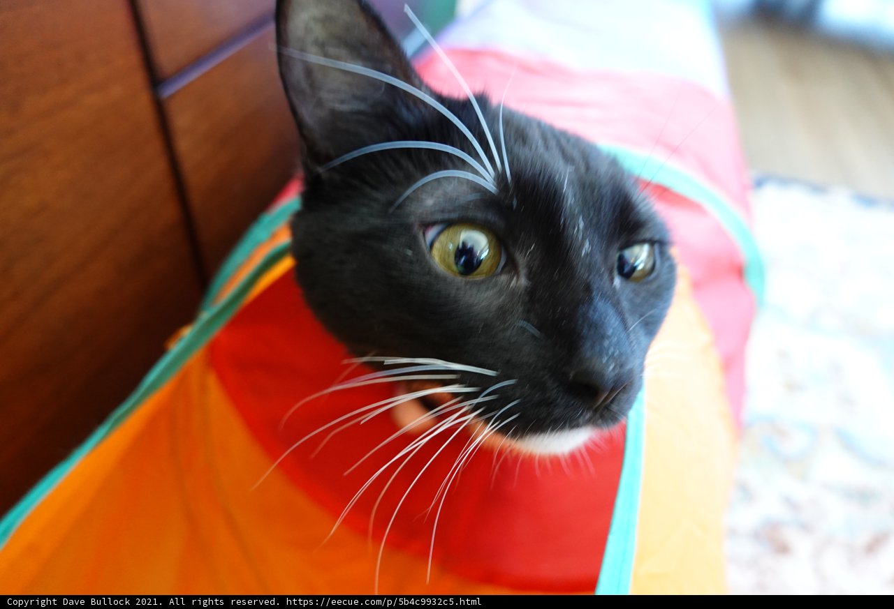 Purrfectly Posing