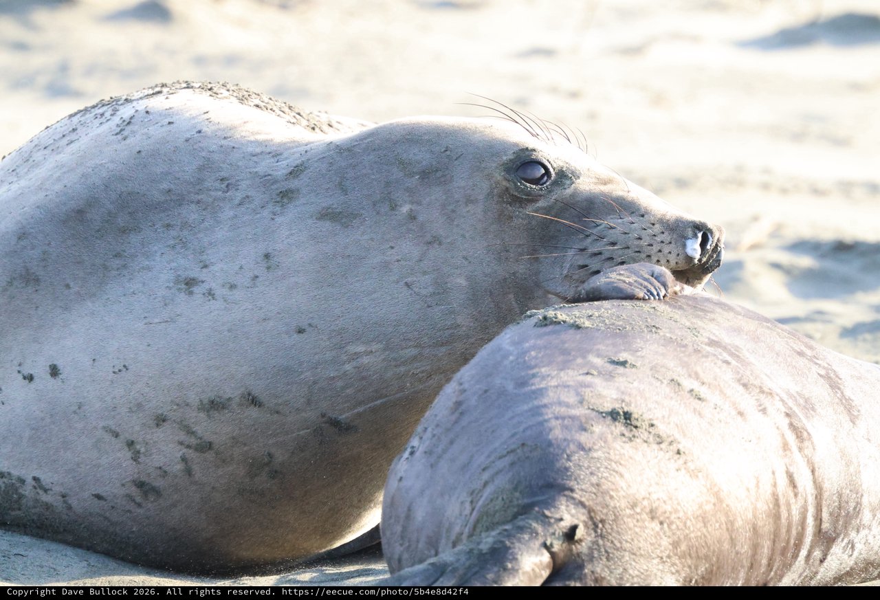 Elephant Seal Pup Resting on Sandy Beach