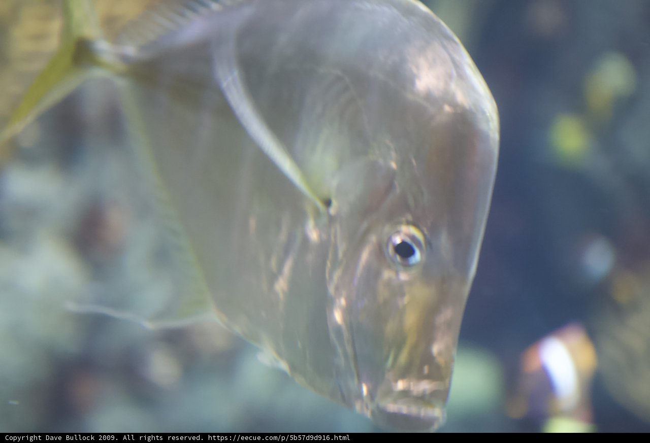Blue-Eyed Surgeonfish in Penelope's Aquarium