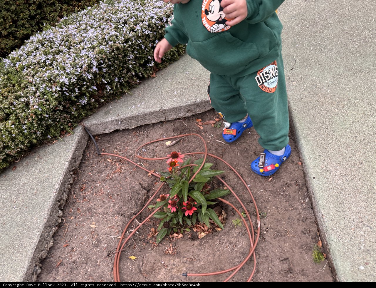 Little Gardener in Action