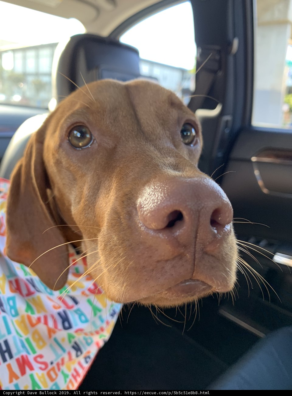 Colorful Bandana