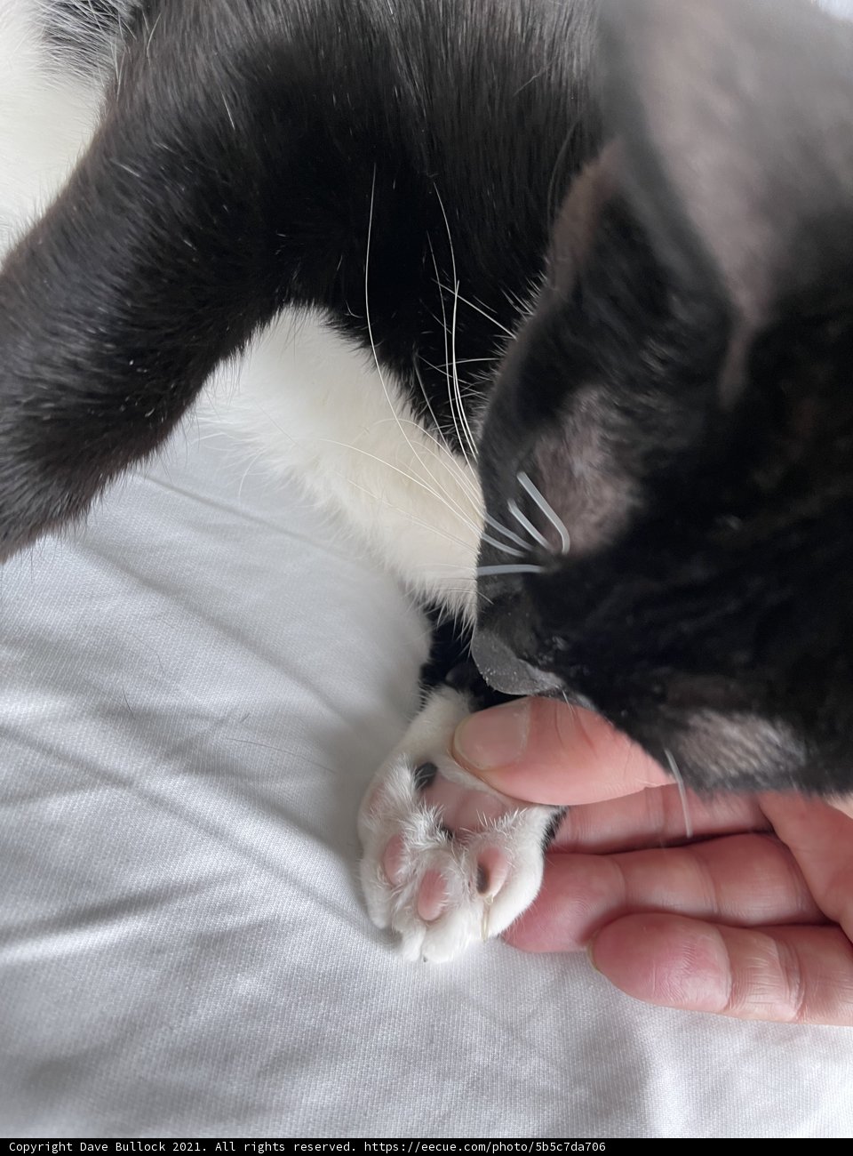Purr-fect Companion