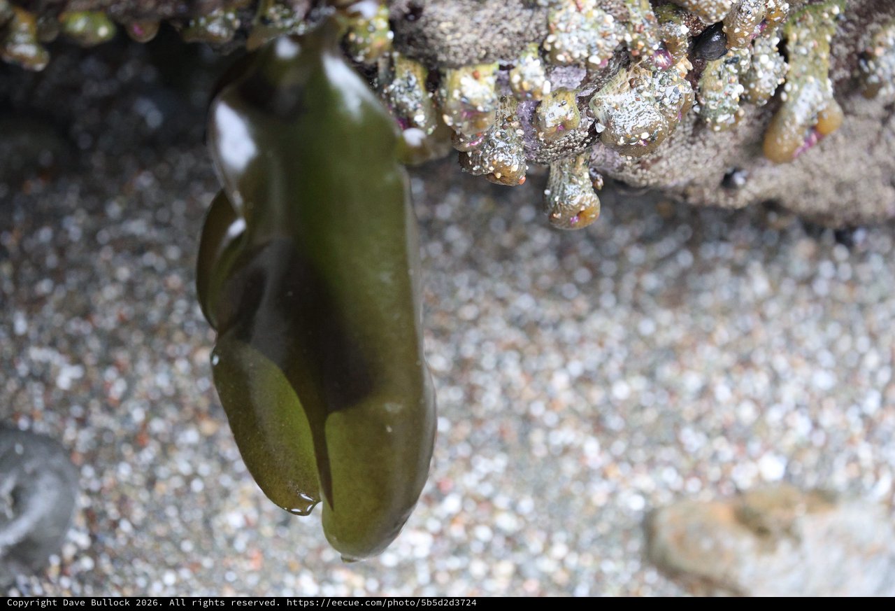 Kelp Frond Draped Over Barnacle-Encrusted Rock