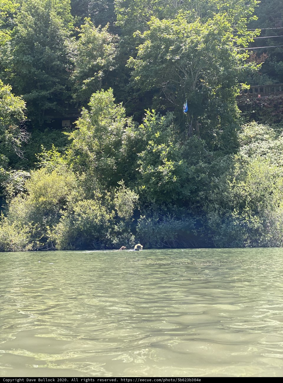 Man on a Boat Surrounded by Greenery
