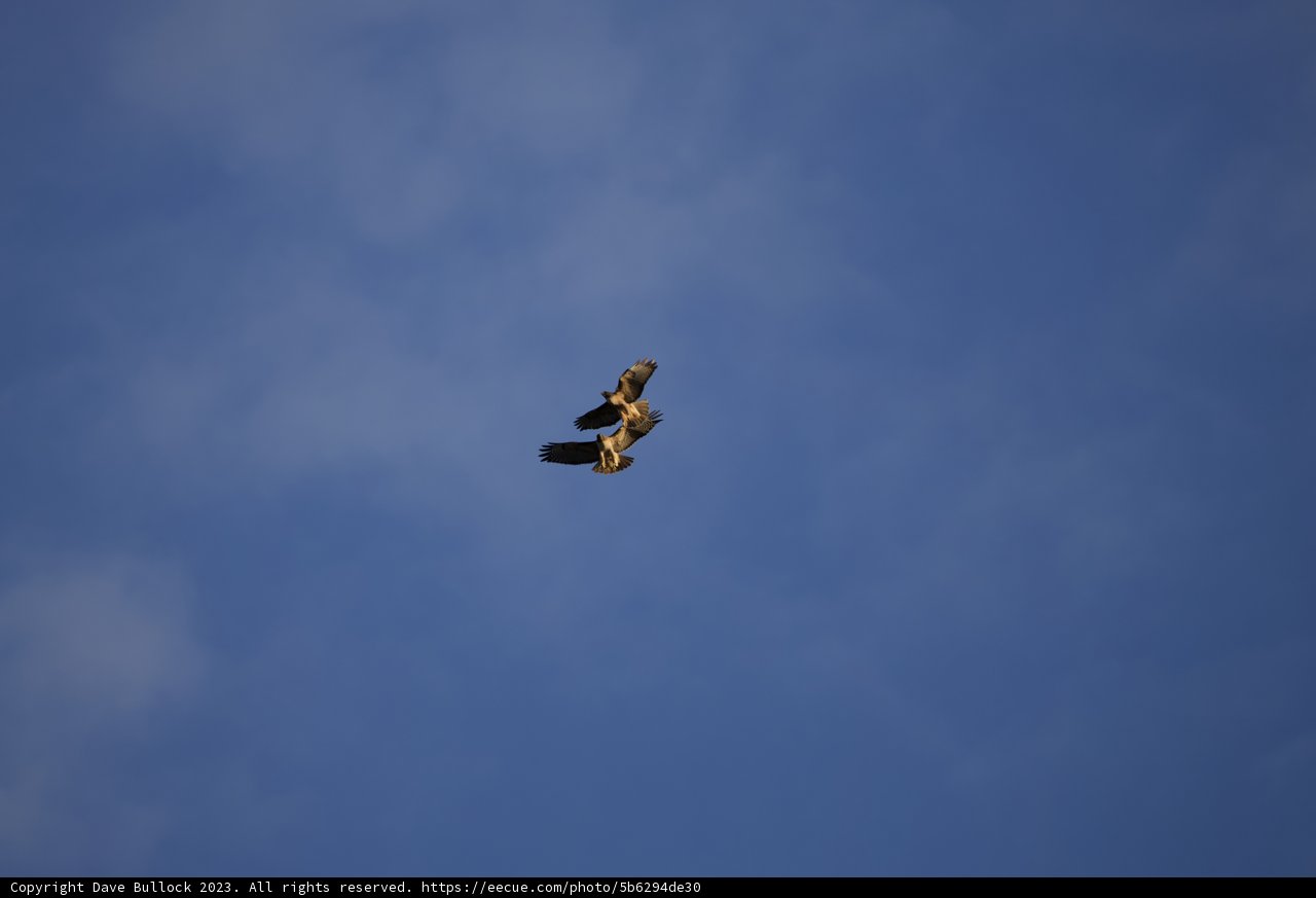 Celestial Ballet: Eagles in Flight