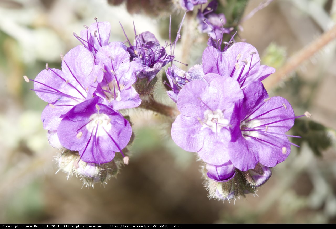 Purple Blossoms in the Desert