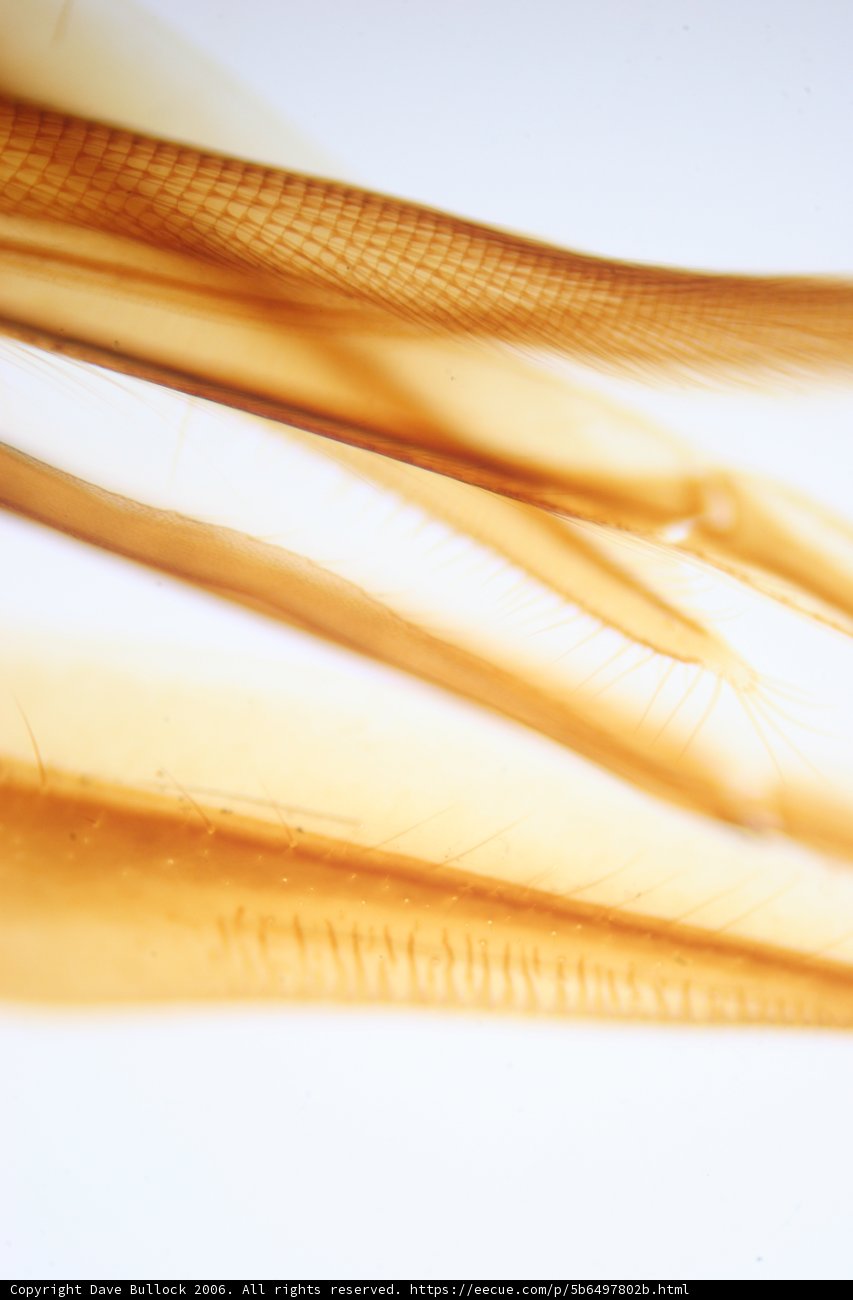 The Honeyed Locks