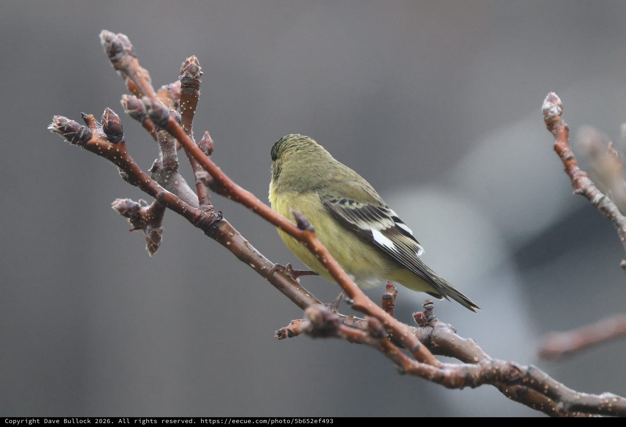 Lesser Goldfinch Perched on Winter Branch