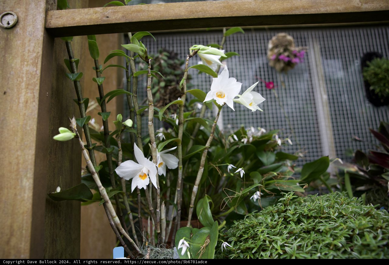A Touch of Elegance: Garden Blossoms in a Vase