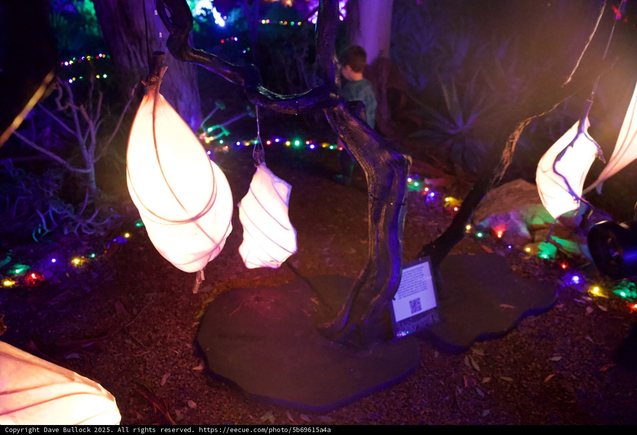 Enchanted Illumination