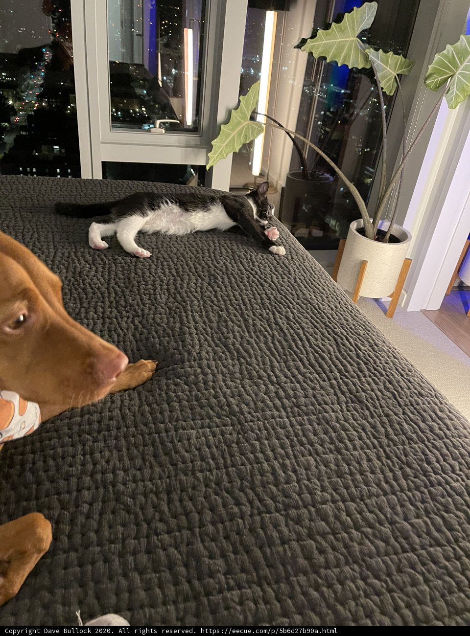 Canine and Feline Companionship