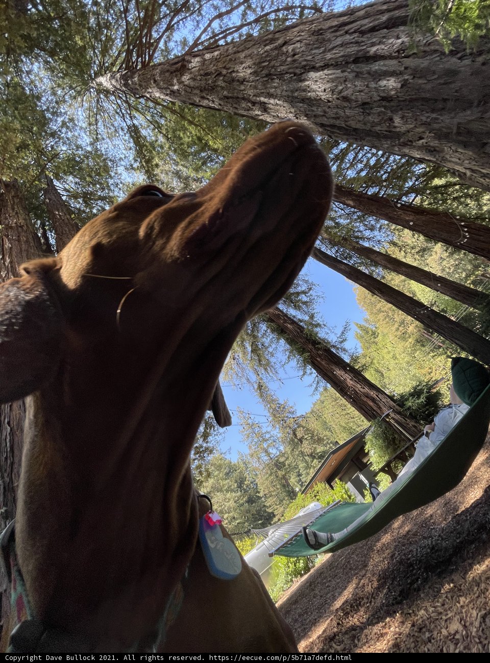 Canine Curiosity among the Woodland Trees
