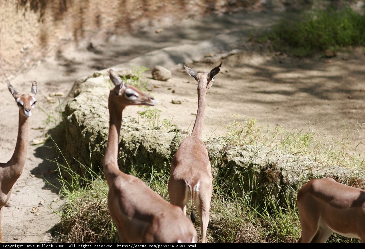 Grazing Impalas and Antelopes in the Field