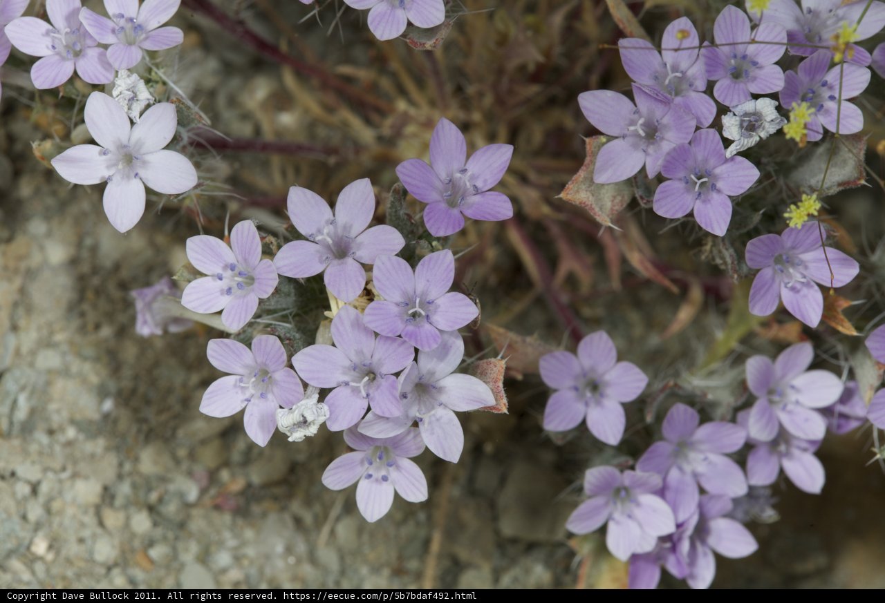 Purple Geranium Blossoms on the Rocks