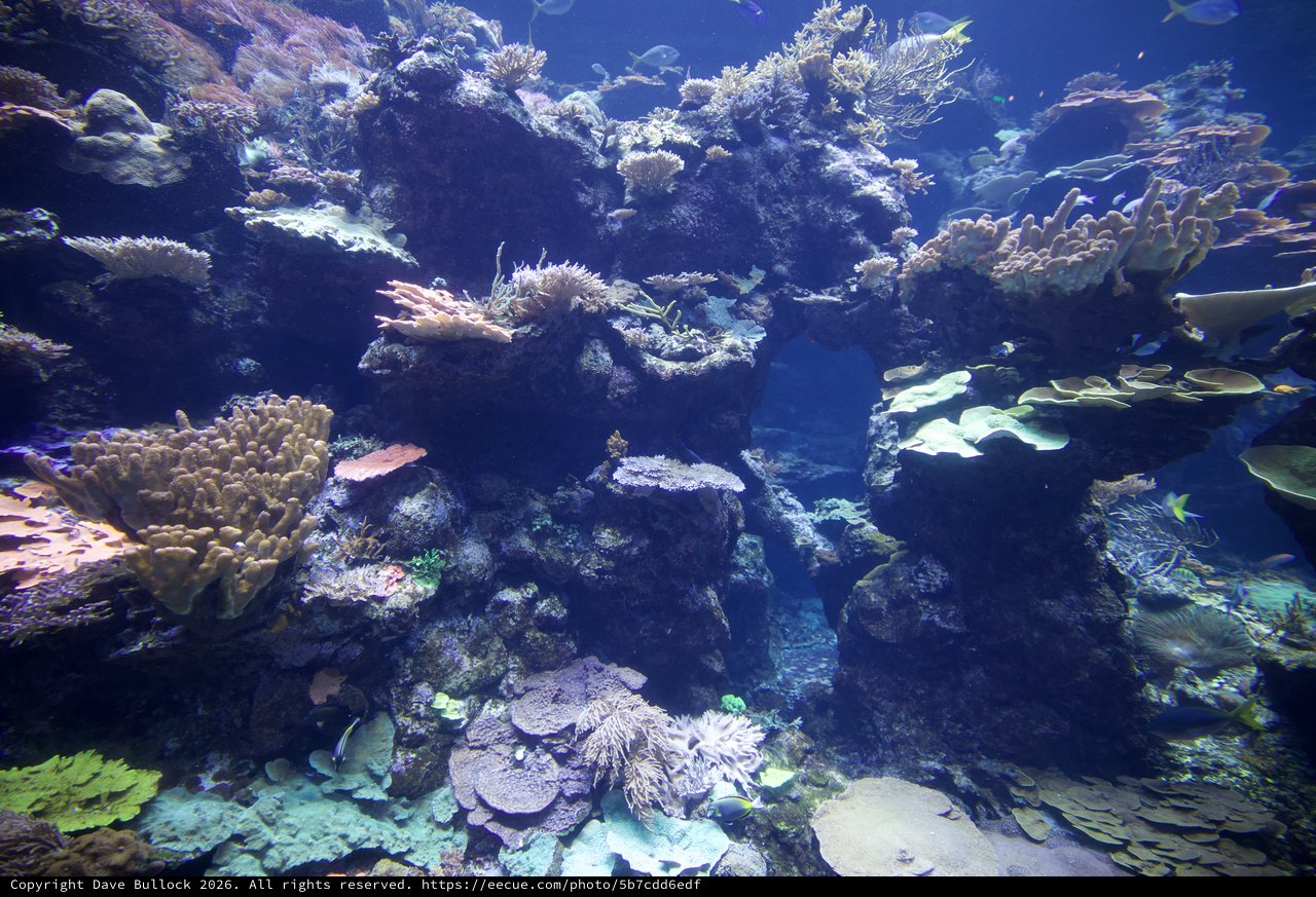 Vibrant Coral Reef Ecosystem with Diverse Marine Life