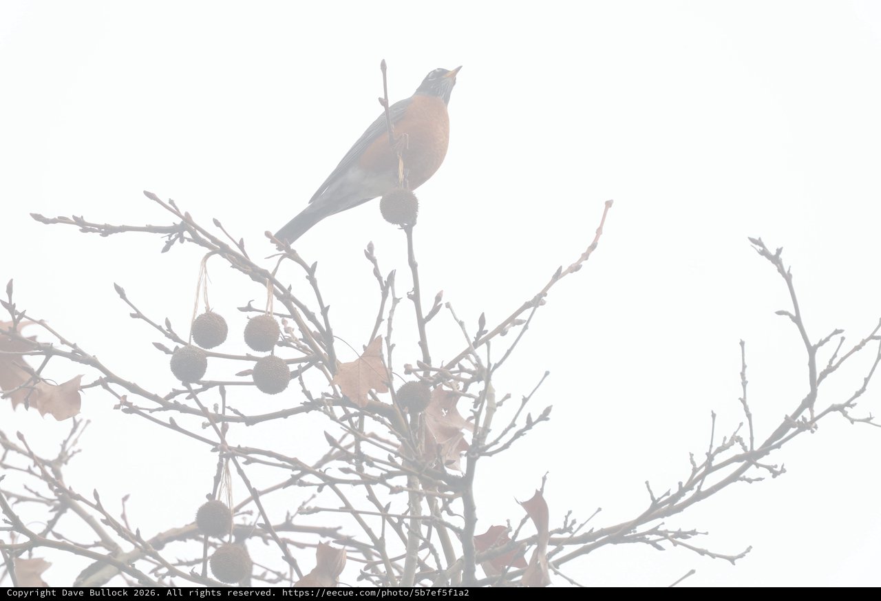 American Robin Perched in Misty Winter Branches