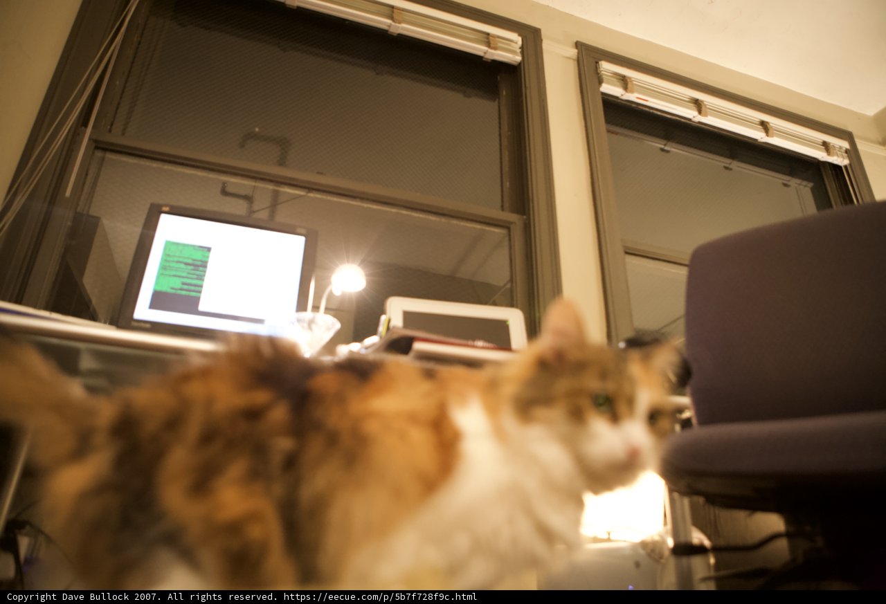 Computer-Curious Cat