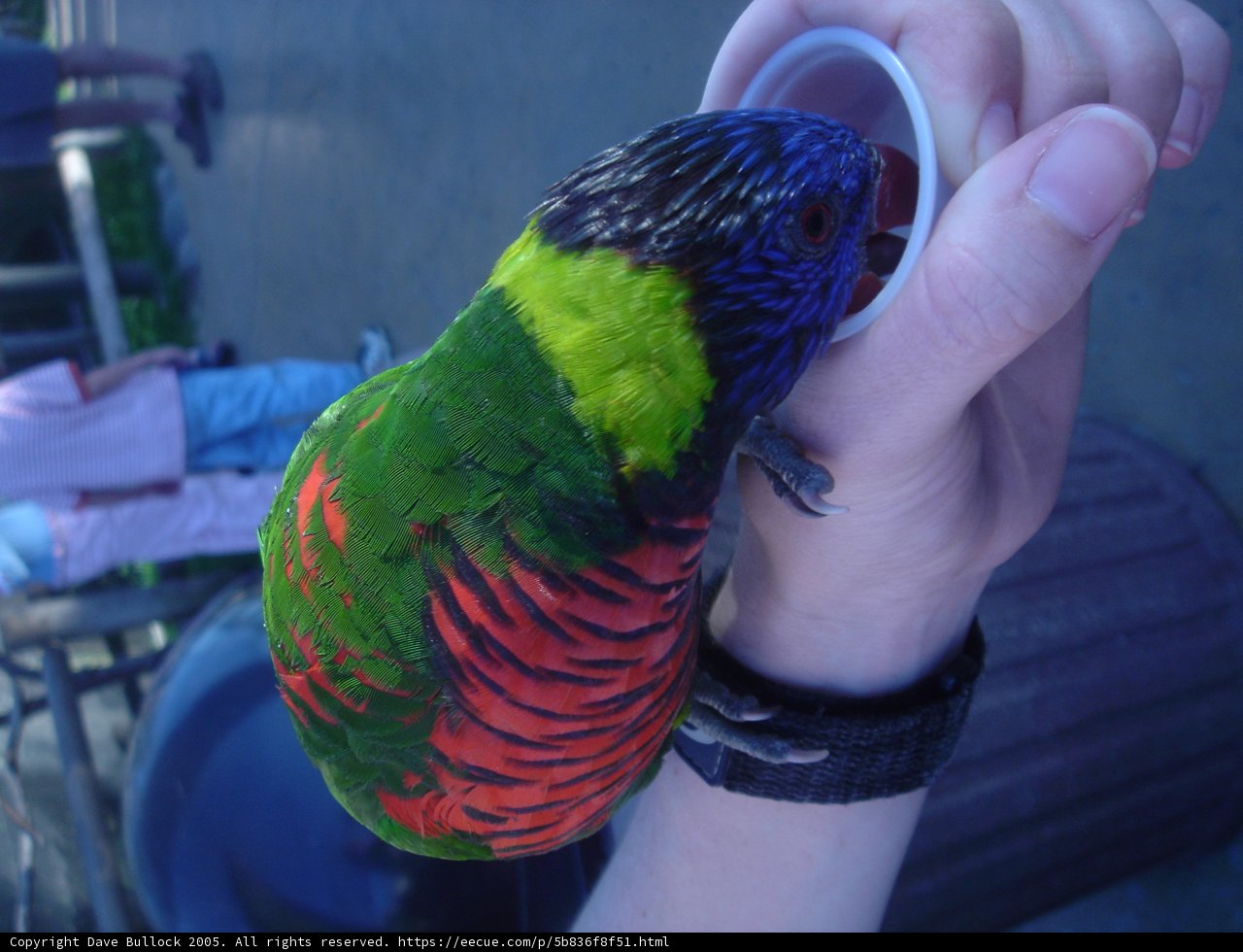 Colorful parakeet feeding time