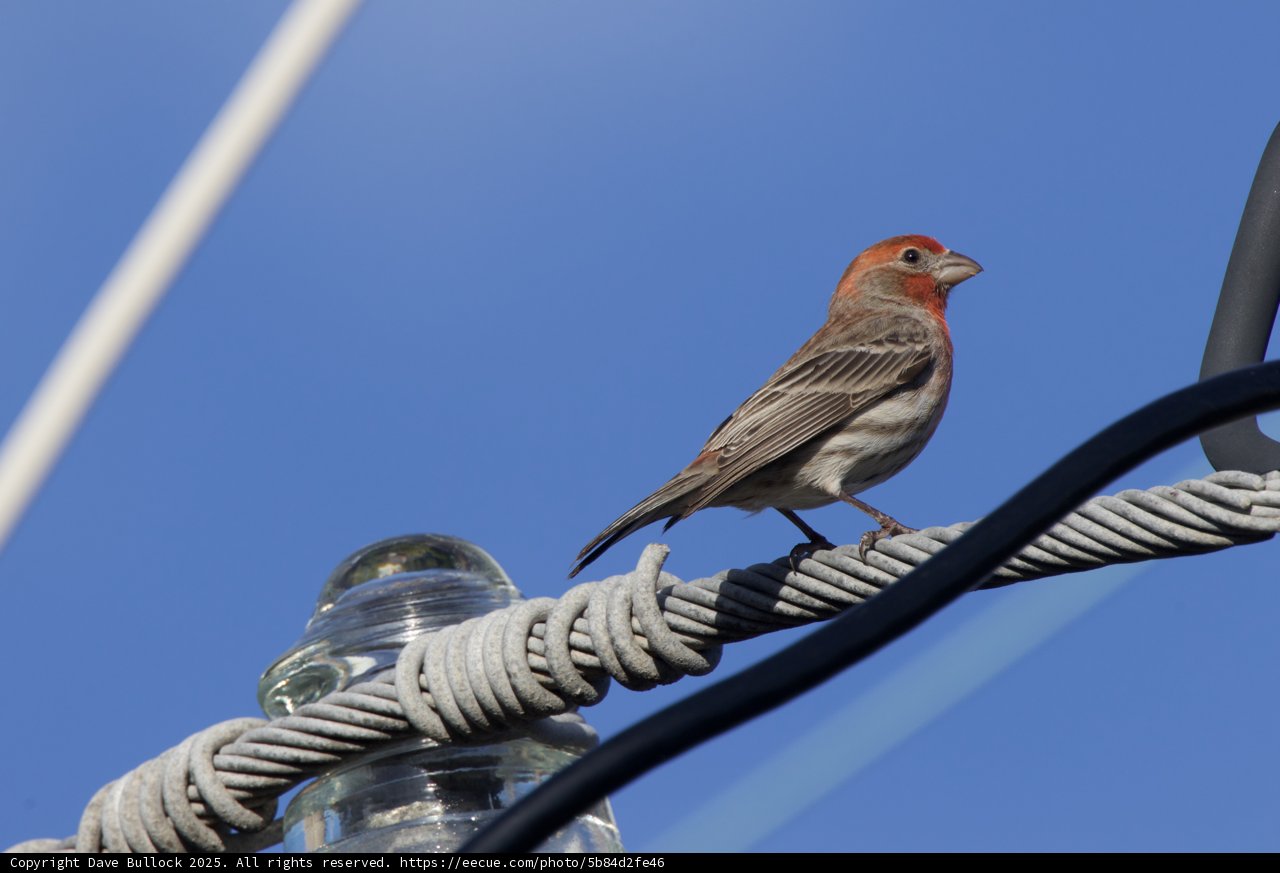 Perched in the Afternoon Light