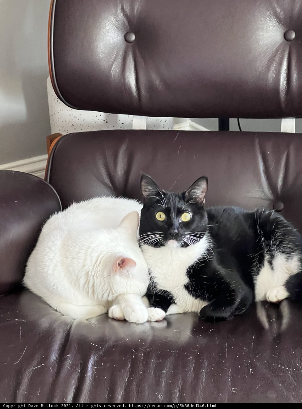 Cozy Cats on Leather Chair