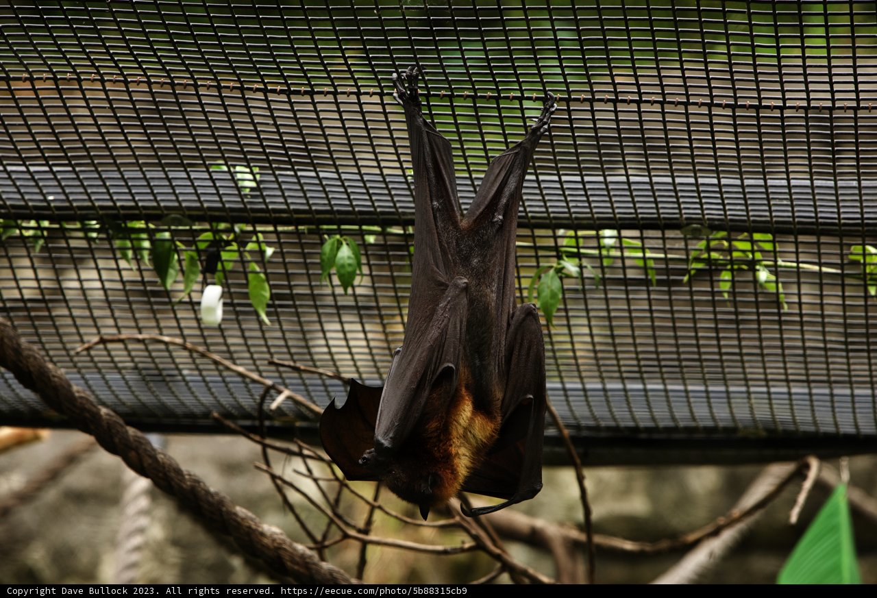 The Upside-Down Observer from Oakland Zoo, 2023