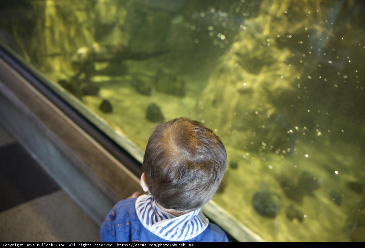 Gazing Into the Wonders of the Aquarium