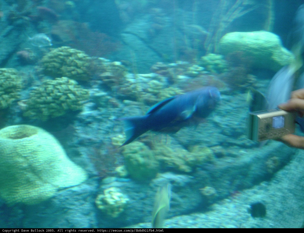 Capturing the Underwater World