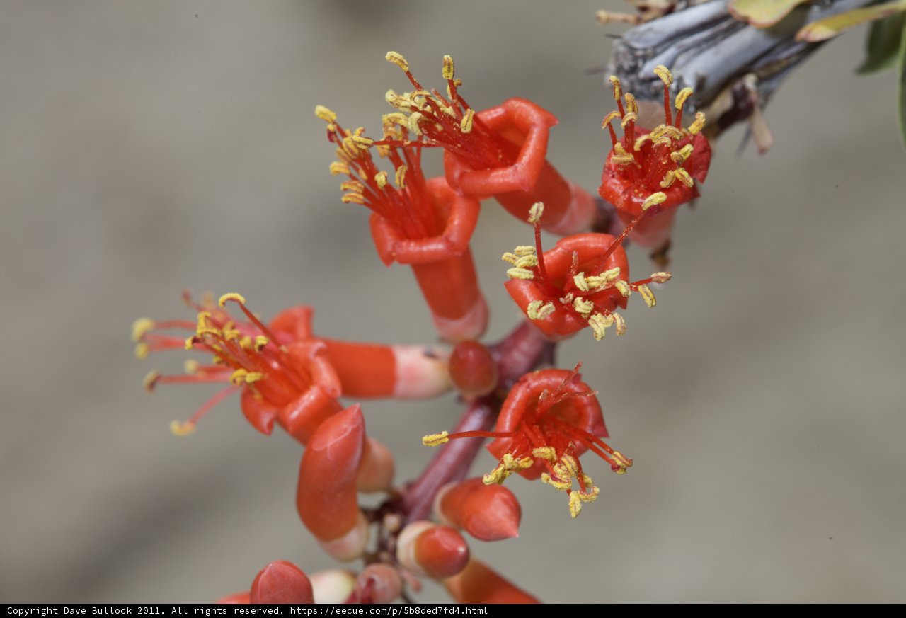 Red Snapdragon Blossom
