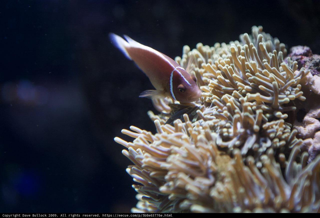 Anemone Fish in Coral Reef Aquarium