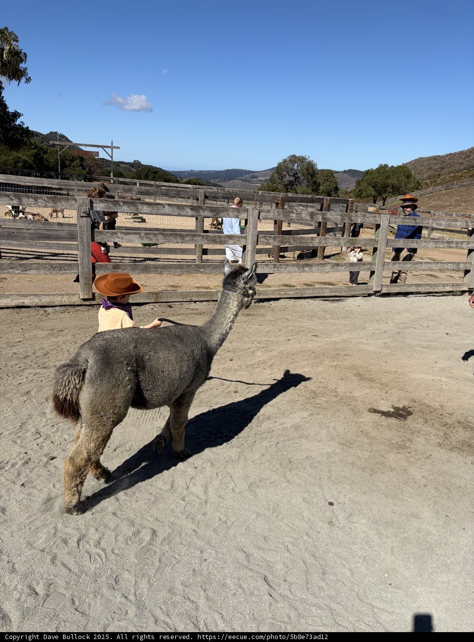 Llama Encounters in Carmel Valley