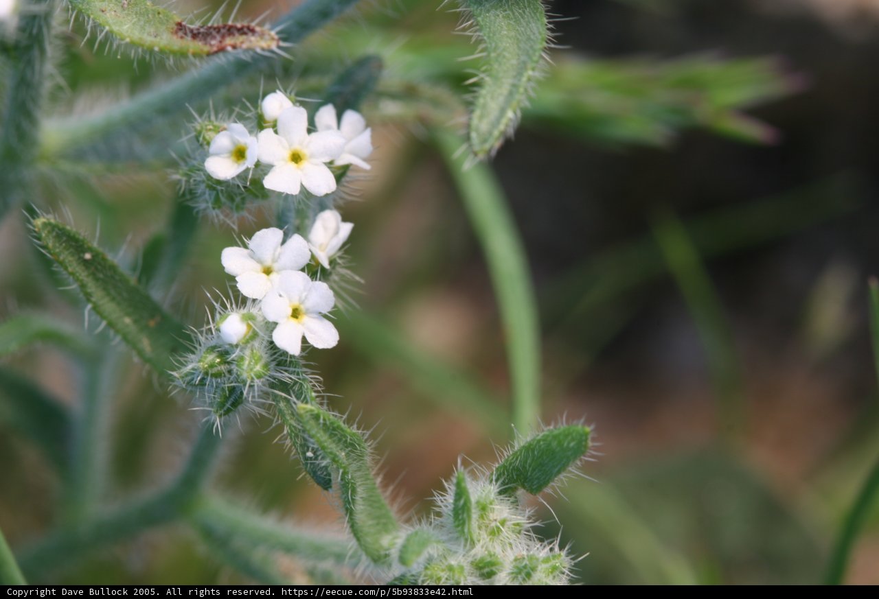 Delicate Geranium Flower