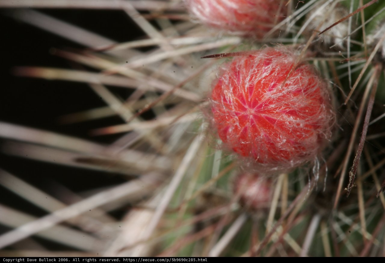 Fiery Cactus Blooms