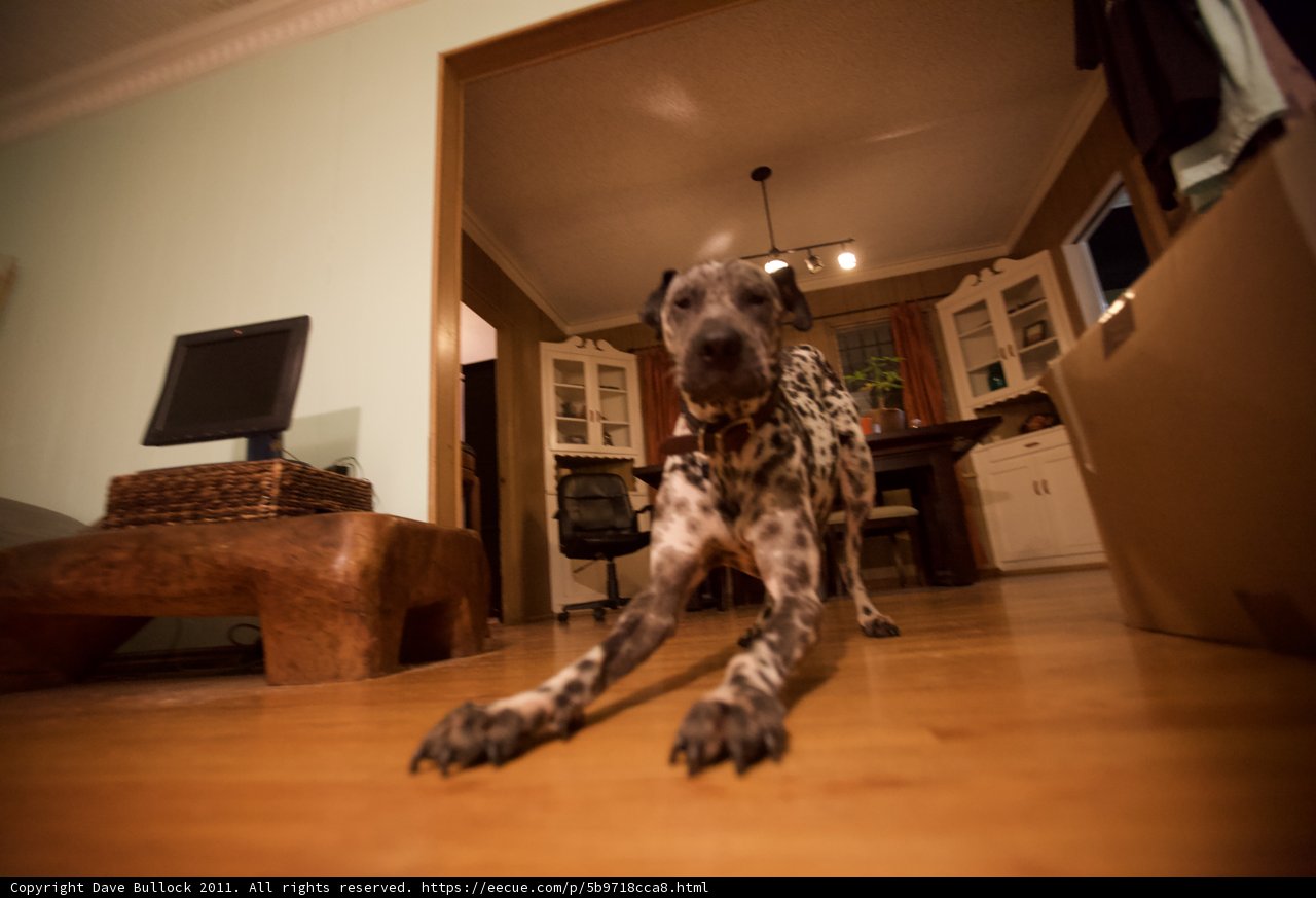 Canine Companion Enjoys Electronics on a Hardwood Floor