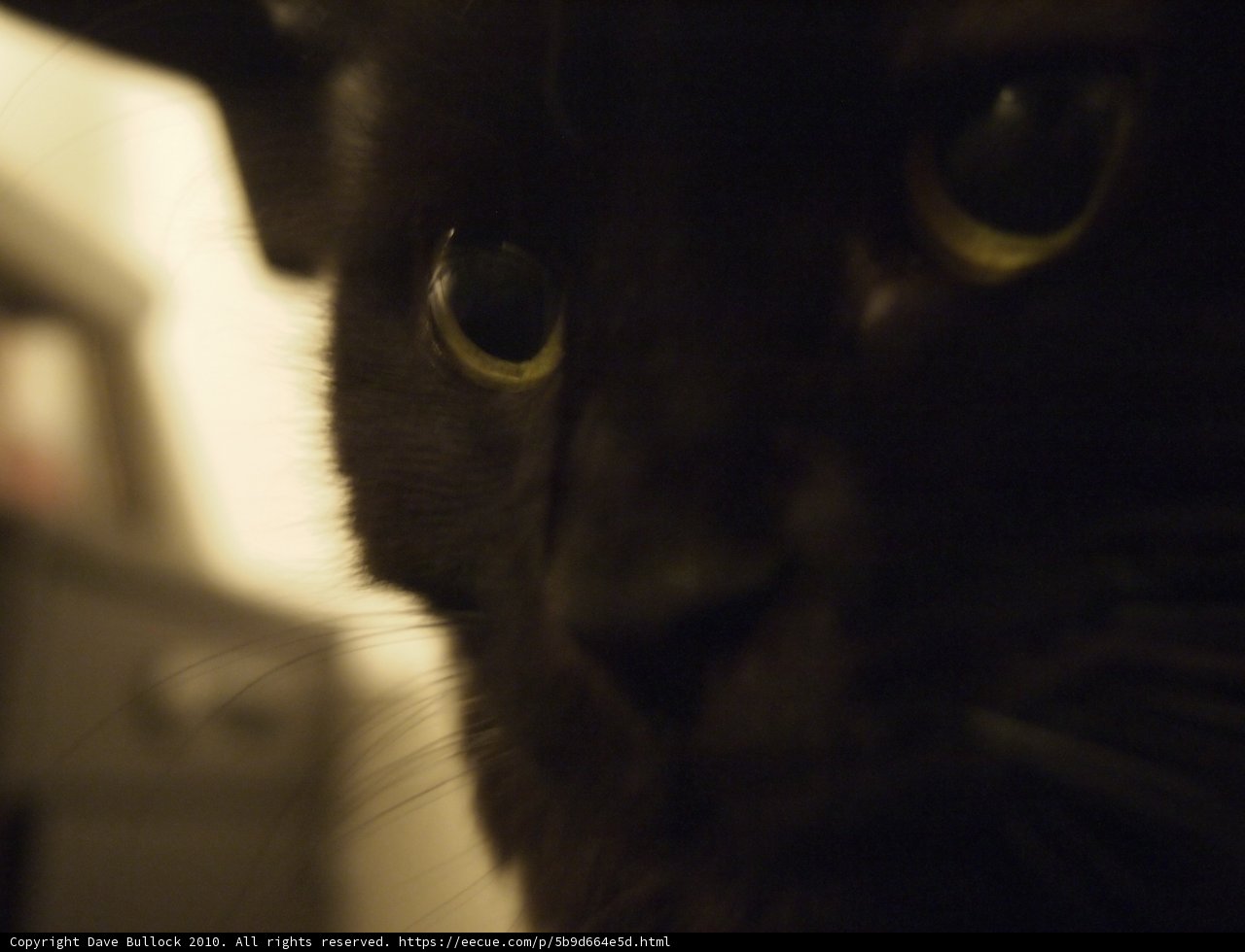 Mysterious Black Cat