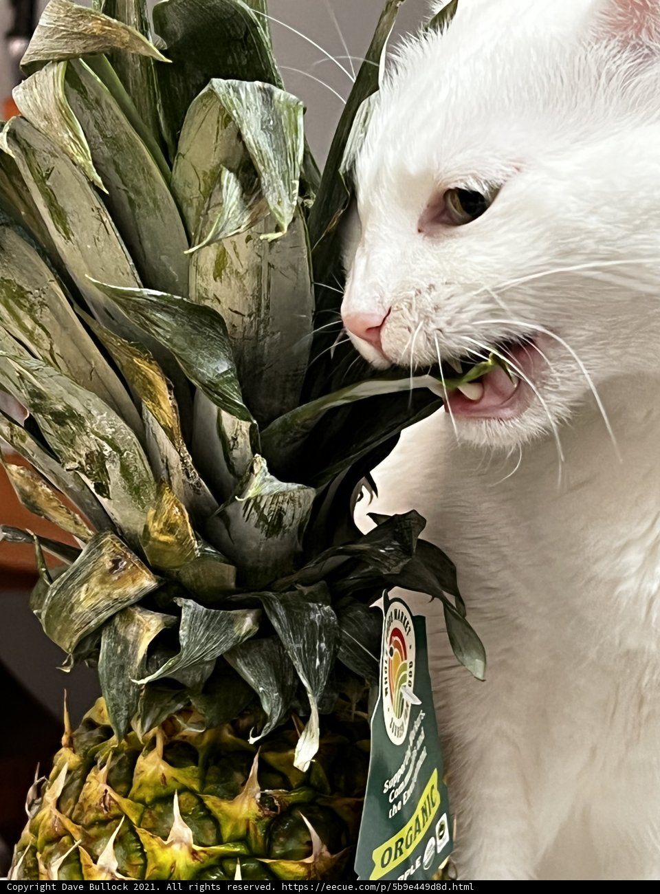 Feline Fruit Feast