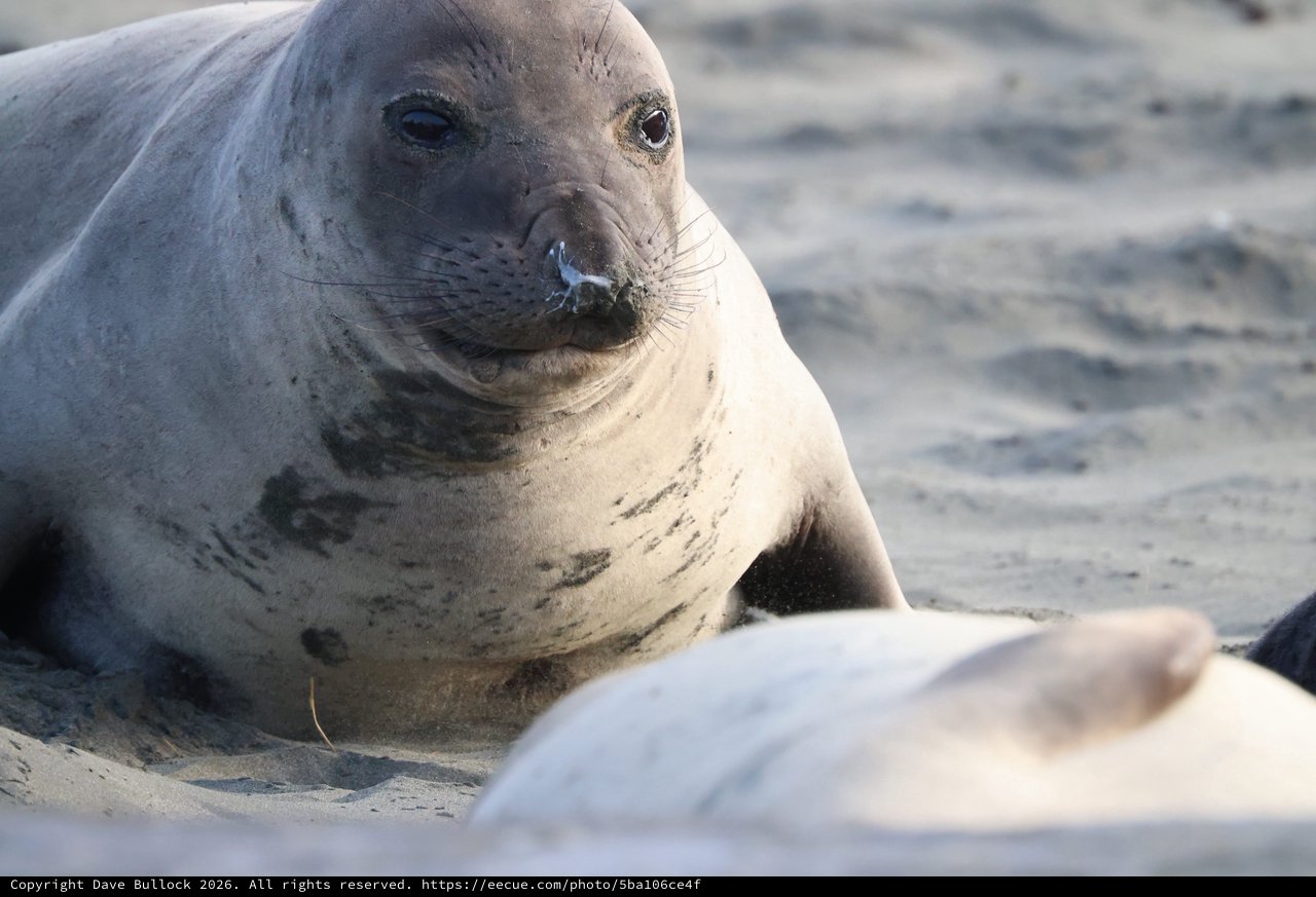 Northern Elephant Seal Resting on Sandy Beach