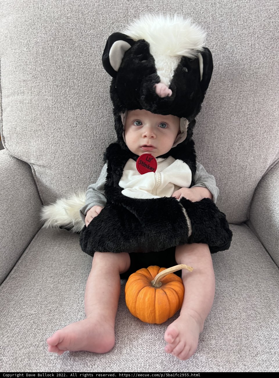 Baby Skunk Strikes a Pose