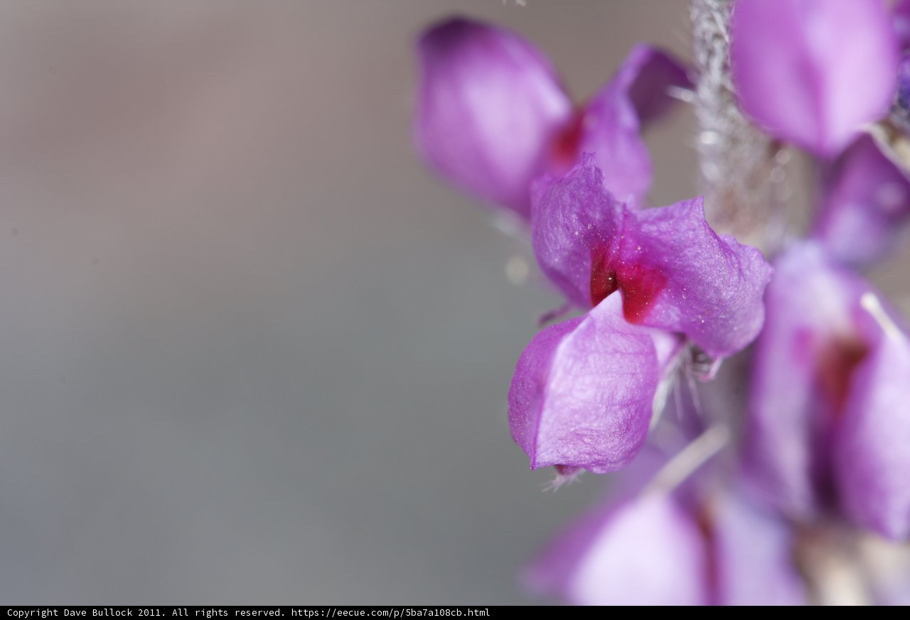 Purple Flowers with Red Centers